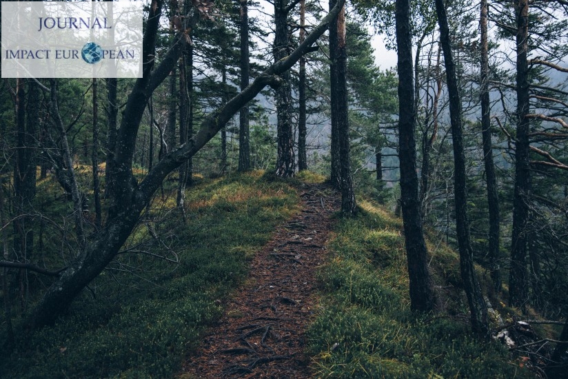 adventure-forest-nature-4029-824x550