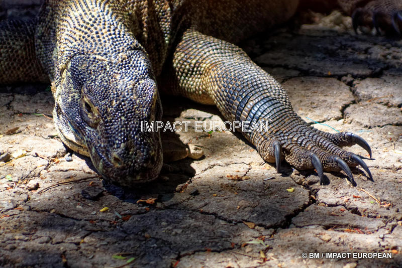Dragon de Komodo