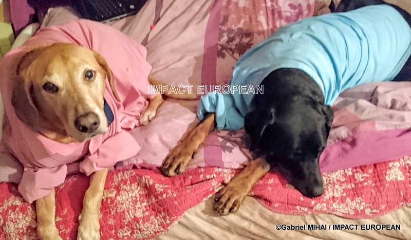 clone tag: -1738195124127963668