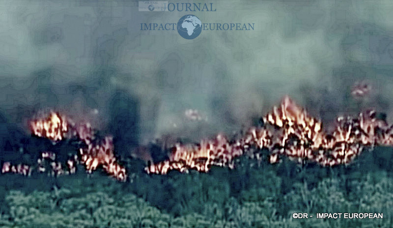 2La faune et la flore de l’Australie dévastées par les incendies