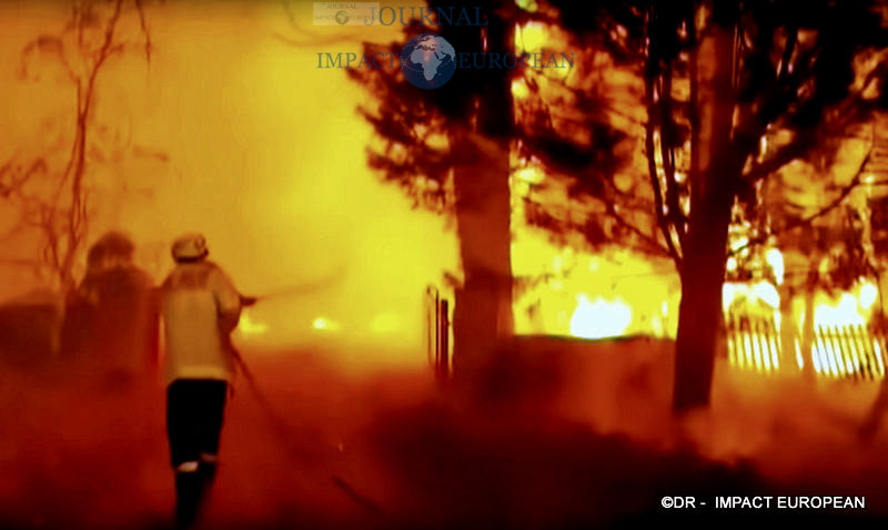 5La faune et la flore de l’Australie dévastées par les incendies