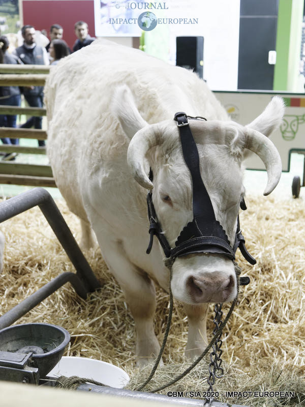 La Charolaise Ideale égérie du 57ème Salon de l'agriculture.