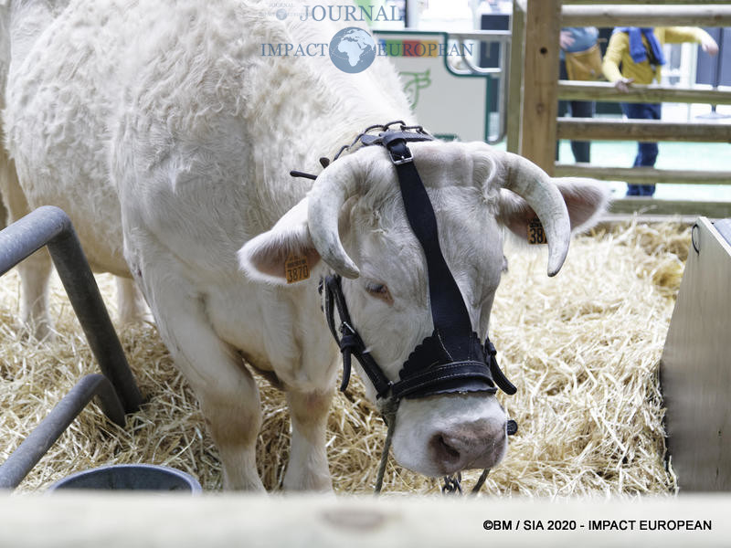 La Charolaise Ideale égérie du 57ème Salon de l'agriculture.