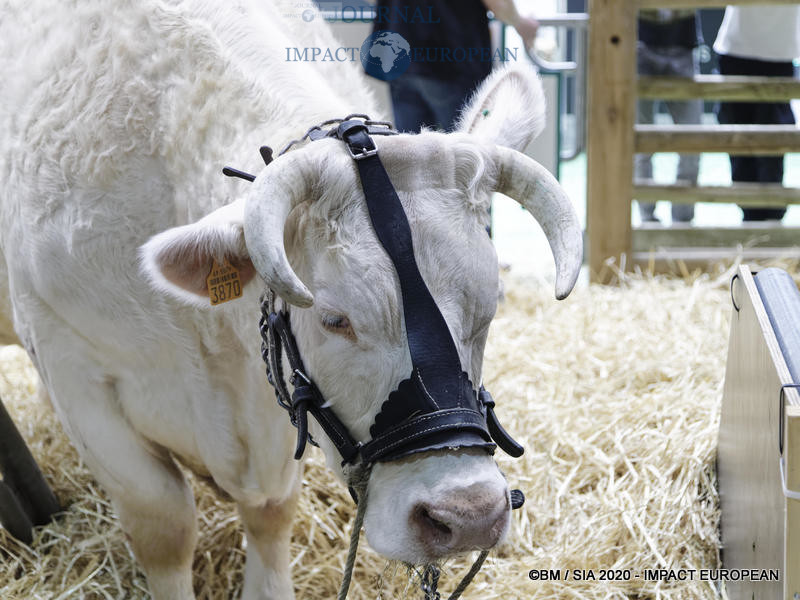La Charolaise Ideale égérie du 57ème Salon de l'agriculture.