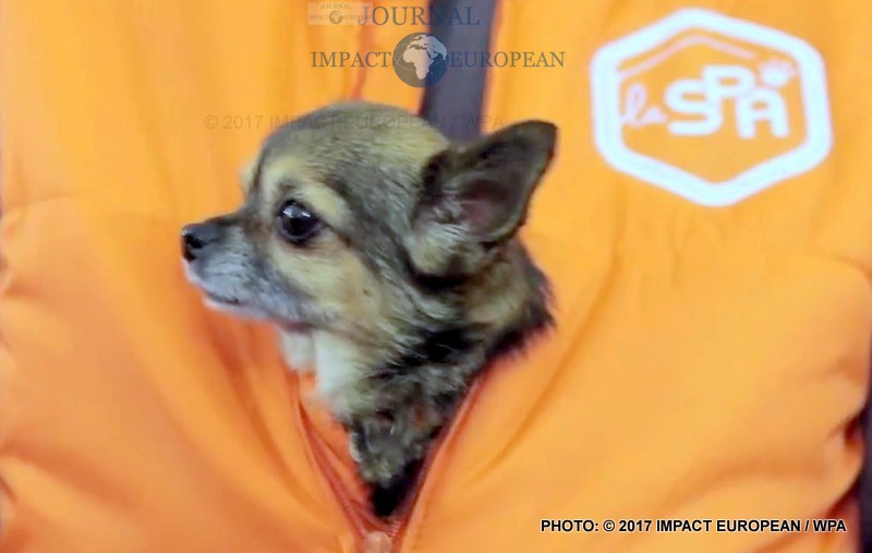 SPA-NOEL-ANIMAUX-ADOPTION