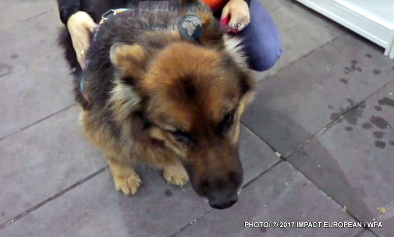 SPA-NOEL-DES-ANUMAUX-2017