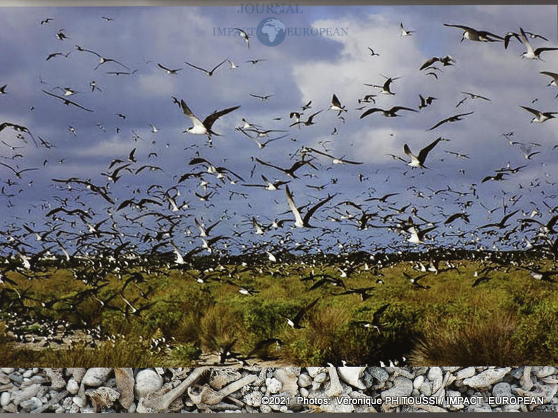 Les Naufragés de L'ile de Thomelin11