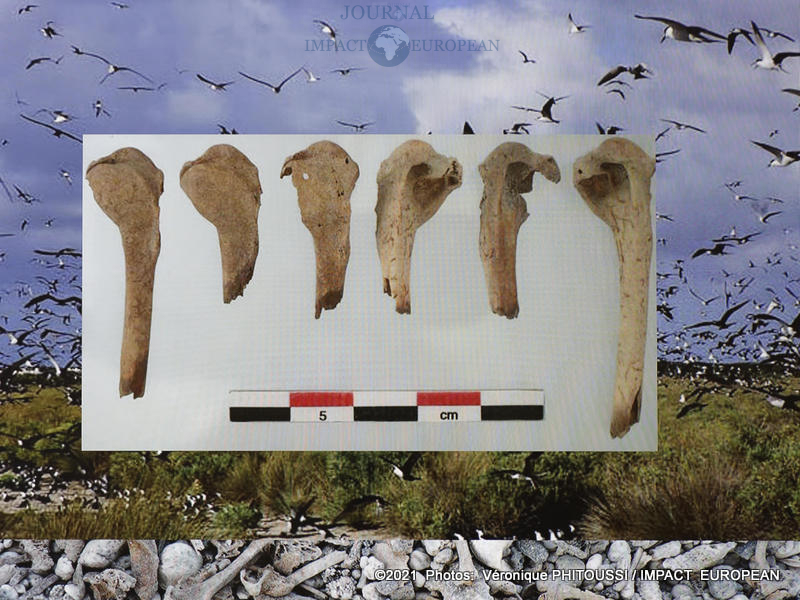 Les Naufragés de L'ile de Thomelin19