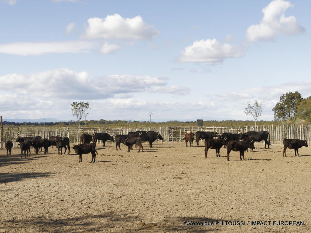 Le Mas de la Comtesse 1