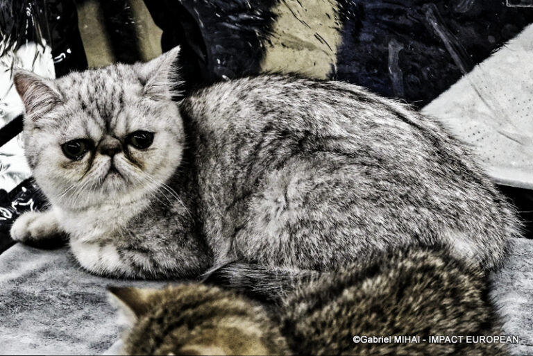 _MG_6743photos la nueve 2023