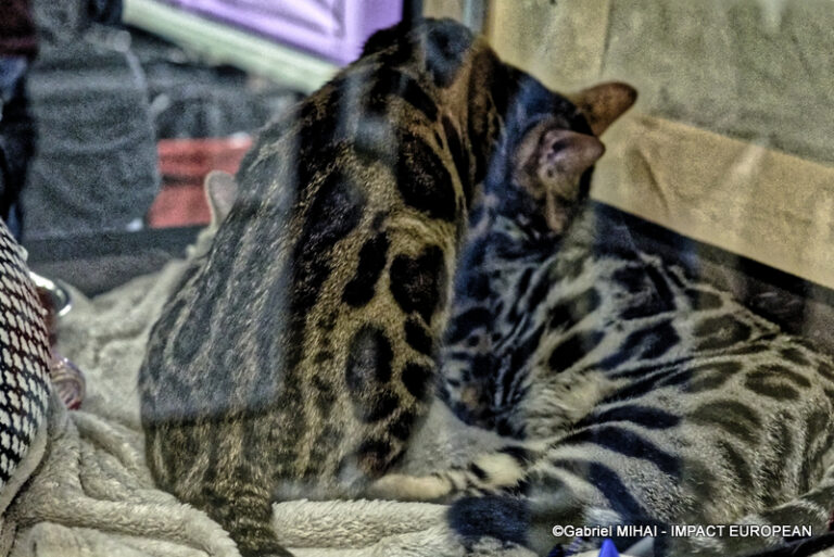 _MG_6756photos la nueve 2023