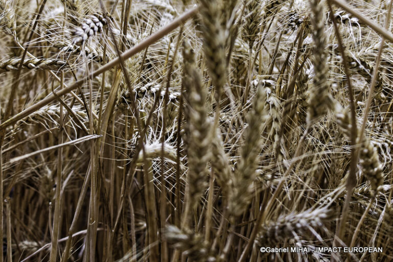 _MG_8353SIA 2024 PARIS
