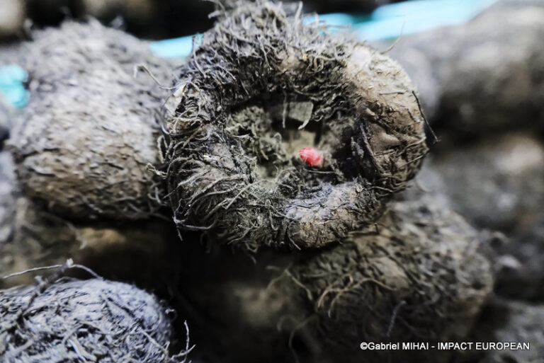 _MG_8362SIA 2024 PARIS