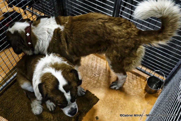 _MG_8378SIA 2024 PARIS