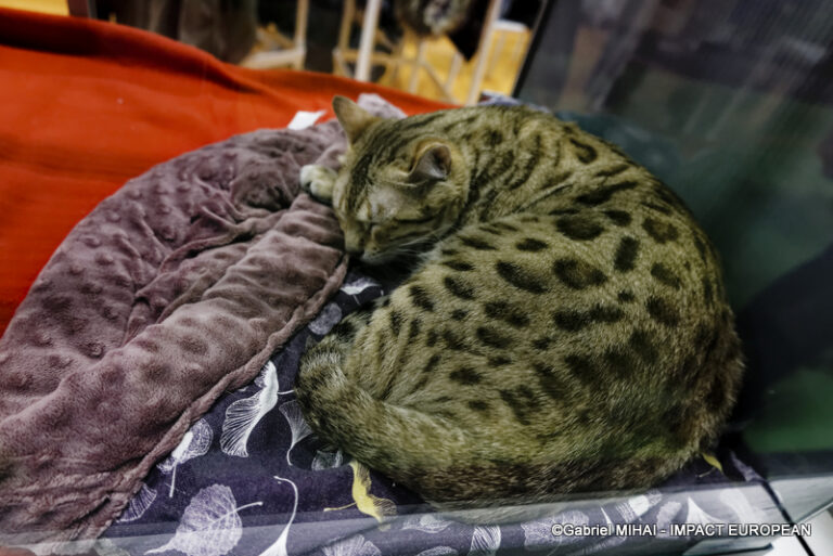 _MG_8424SIA 2024 PARIS