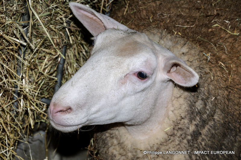 Photographie de Philippe Langonnet