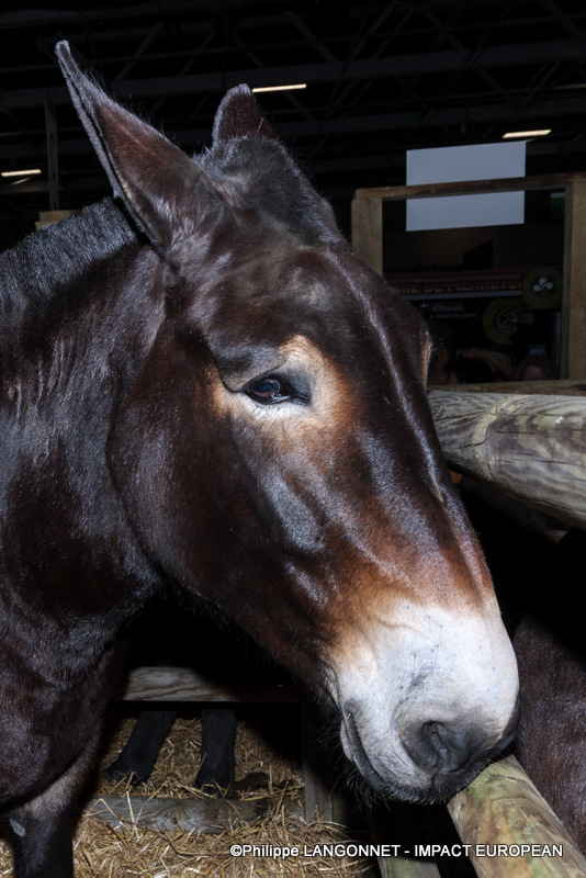Photographie de Philippe Langonnet