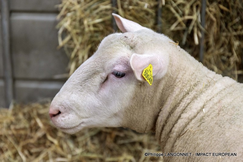 Photographie de Philippe Langonnet