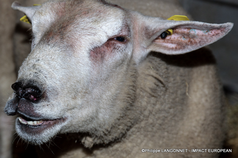 Photographie de Philippe Langonnet