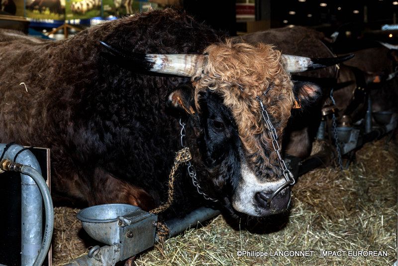 Photographie de Philippe Langonnet