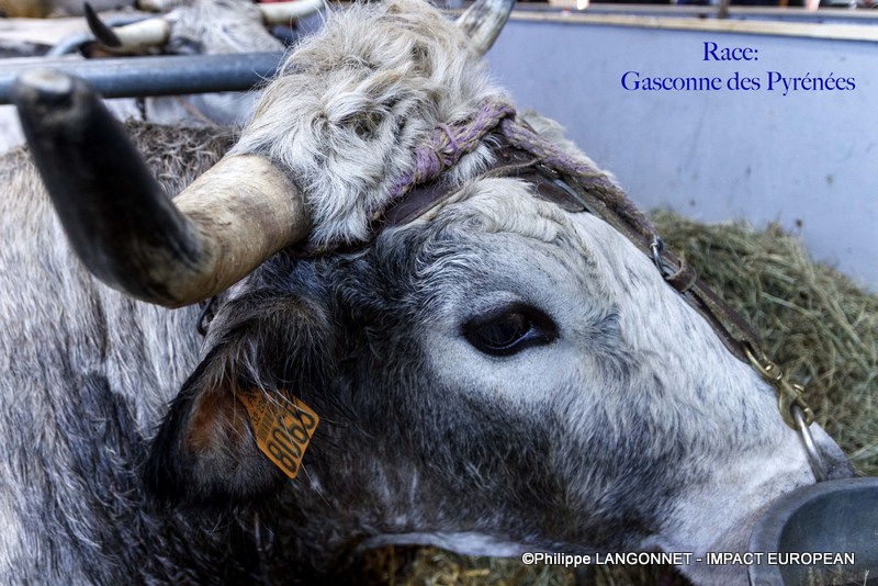 Photographie de Philippe Langonnet