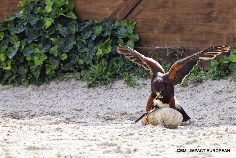 Les Medievales de Provins 031