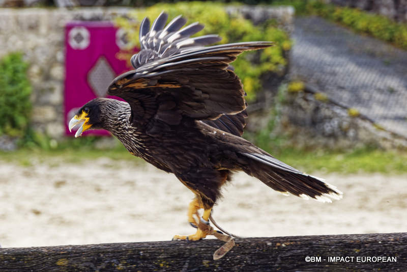 Les Medievales de Provins 059