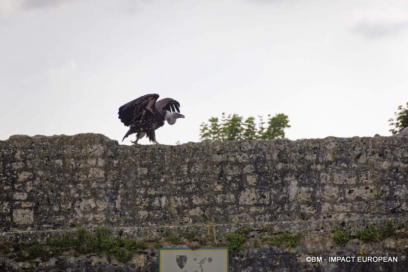 Les Medievales de Provins 067