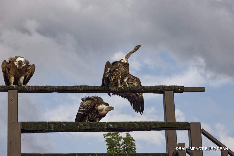 Les Medievales de Provins 068