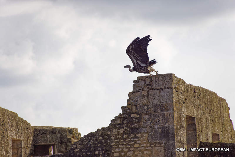 Les Medievales de Provins 069