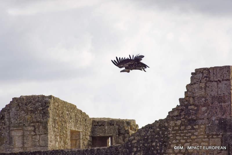 Les Medievales de Provins 070