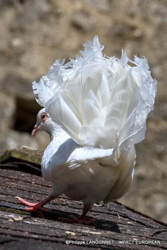 Photographie de Philippe Langonnet