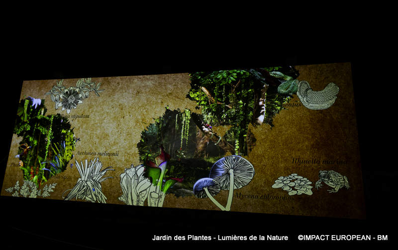 Jardin des plantes 00021