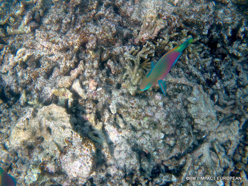 From rainforest-covered mountains to coral gardens beneath the South China Sea, Tioman Island reveals one of Malaysia's richest natural ecosystems. / Entre plages de sable blanc, jungle tropicale et récifs coralliens d'une richesse exceptionnelle, l'île de Tioman et les îles environnantes offrent l'un des plus beaux paysages naturels de Malaisie. Photo: BM - IMPACT EUROPEAN