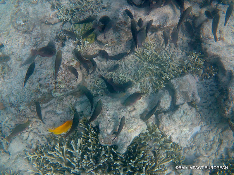 From rainforest-covered mountains to coral gardens beneath the South China Sea, Tioman Island reveals one of Malaysia's richest natural ecosystems. / Entre plages de sable blanc, jungle tropicale et récifs coralliens d'une richesse exceptionnelle, l'île de Tioman et les îles environnantes offrent l'un des plus beaux paysages naturels de Malaisie. Photo: BM - IMPACT EUROPEAN