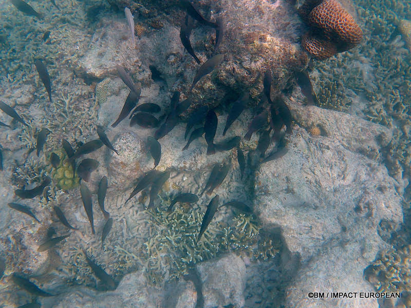 From rainforest-covered mountains to coral gardens beneath the South China Sea, Tioman Island reveals one of Malaysia's richest natural ecosystems. / Entre plages de sable blanc, jungle tropicale et récifs coralliens d'une richesse exceptionnelle, l'île de Tioman et les îles environnantes offrent l'un des plus beaux paysages naturels de Malaisie. Photo: BM - IMPACT EUROPEAN