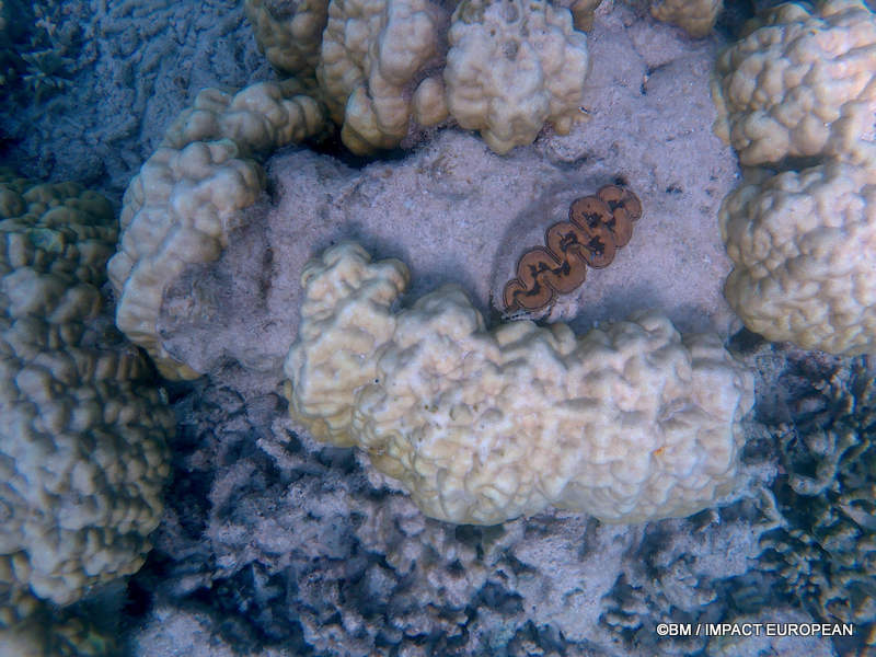 From rainforest-covered mountains to coral gardens beneath the South China Sea, Tioman Island reveals one of Malaysia's richest natural ecosystems. / Entre plages de sable blanc, jungle tropicale et récifs coralliens d'une richesse exceptionnelle, l'île de Tioman et les îles environnantes offrent l'un des plus beaux paysages naturels de Malaisie. Photo: BM - IMPACT EUROPEAN