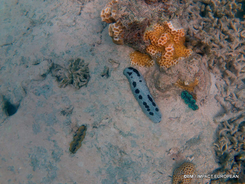 From rainforest-covered mountains to coral gardens beneath the South China Sea, Tioman Island reveals one of Malaysia's richest natural ecosystems. / Entre plages de sable blanc, jungle tropicale et récifs coralliens d'une richesse exceptionnelle, l'île de Tioman et les îles environnantes offrent l'un des plus beaux paysages naturels de Malaisie. Photo: BM - IMPACT EUROPEAN