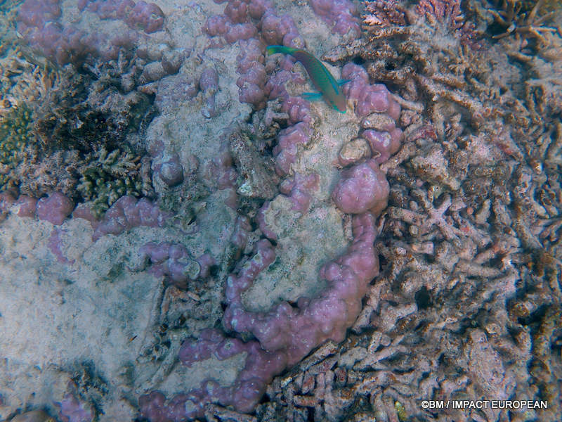 From rainforest-covered mountains to coral gardens beneath the South China Sea, Tioman Island reveals one of Malaysia's richest natural ecosystems. / Entre plages de sable blanc, jungle tropicale et récifs coralliens d'une richesse exceptionnelle, l'île de Tioman et les îles environnantes offrent l'un des plus beaux paysages naturels de Malaisie. Photo: BM - IMPACT EUROPEAN