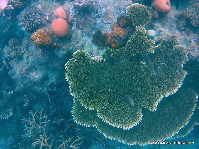 From rainforest-covered mountains to coral gardens beneath the South China Sea, Tioman Island reveals one of Malaysia's richest natural ecosystems. / Entre plages de sable blanc, jungle tropicale et récifs coralliens d'une richesse exceptionnelle, l'île de Tioman et les îles environnantes offrent l'un des plus beaux paysages naturels de Malaisie. Photo: BM - IMPACT EUROPEAN