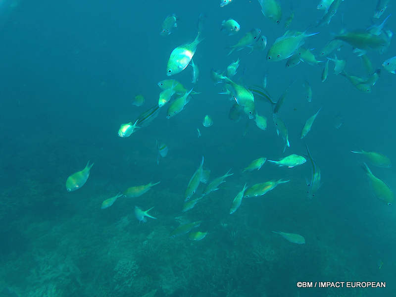From rainforest-covered mountains to coral gardens beneath the South China Sea, Tioman Island reveals one of Malaysia's richest natural ecosystems. / Entre plages de sable blanc, jungle tropicale et récifs coralliens d'une richesse exceptionnelle, l'île de Tioman et les îles environnantes offrent l'un des plus beaux paysages naturels de Malaisie. Photo: BM - IMPACT EUROPEAN