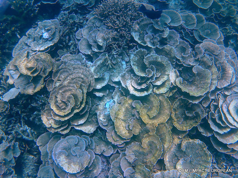 From rainforest-covered mountains to coral gardens beneath the South China Sea, Tioman Island reveals one of Malaysia's richest natural ecosystems. / Entre plages de sable blanc, jungle tropicale et récifs coralliens d'une richesse exceptionnelle, l'île de Tioman et les îles environnantes offrent l'un des plus beaux paysages naturels de Malaisie. Photo: BM - IMPACT EUROPEAN