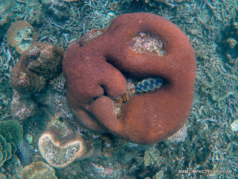 From rainforest-covered mountains to coral gardens beneath the South China Sea, Tioman Island reveals one of Malaysia's richest natural ecosystems. / Entre plages de sable blanc, jungle tropicale et récifs coralliens d'une richesse exceptionnelle, l'île de Tioman et les îles environnantes offrent l'un des plus beaux paysages naturels de Malaisie. Photo: BM - IMPACT EUROPEAN
