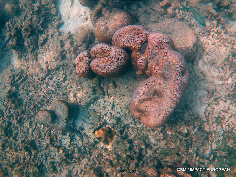 From rainforest-covered mountains to coral gardens beneath the South China Sea, Tioman Island reveals one of Malaysia's richest natural ecosystems. / Entre plages de sable blanc, jungle tropicale et récifs coralliens d'une richesse exceptionnelle, l'île de Tioman et les îles environnantes offrent l'un des plus beaux paysages naturels de Malaisie. Photo: BM - IMPACT EUROPEAN