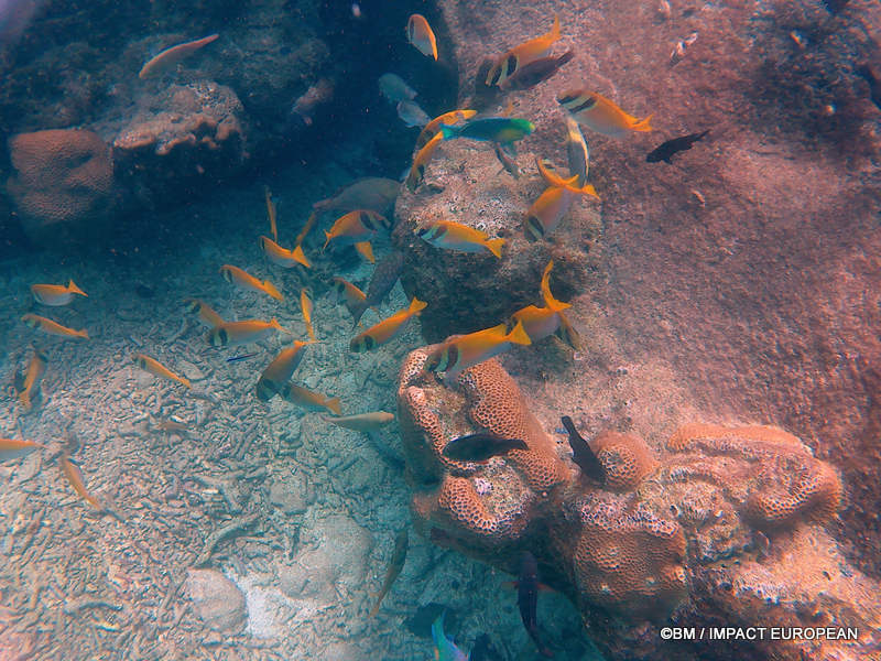 From rainforest-covered mountains to coral gardens beneath the South China Sea, Tioman Island reveals one of Malaysia's richest natural ecosystems. / Entre plages de sable blanc, jungle tropicale et récifs coralliens d'une richesse exceptionnelle, l'île de Tioman et les îles environnantes offrent l'un des plus beaux paysages naturels de Malaisie. Photo: BM - IMPACT EUROPEAN
