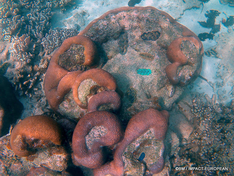 From rainforest-covered mountains to coral gardens beneath the South China Sea, Tioman Island reveals one of Malaysia's richest natural ecosystems. / Entre plages de sable blanc, jungle tropicale et récifs coralliens d'une richesse exceptionnelle, l'île de Tioman et les îles environnantes offrent l'un des plus beaux paysages naturels de Malaisie. Photo: BM - IMPACT EUROPEAN