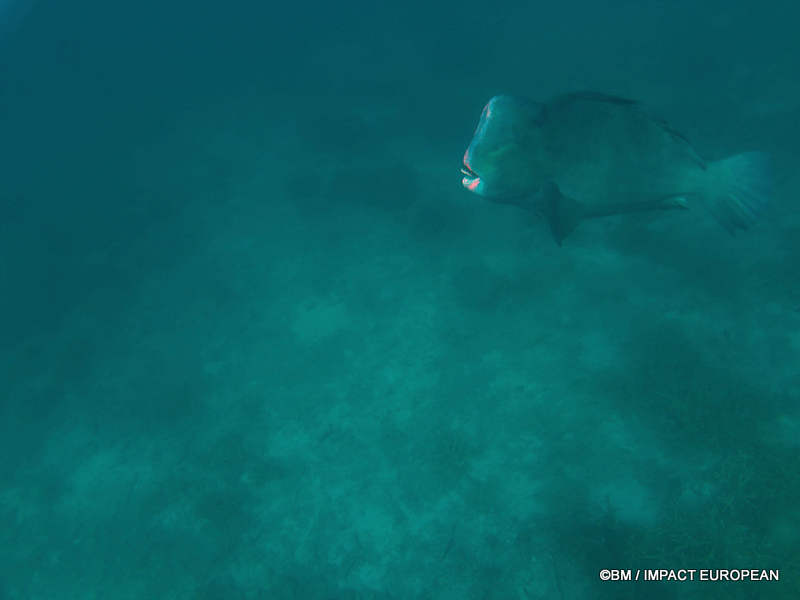 From rainforest-covered mountains to coral gardens beneath the South China Sea, Tioman Island reveals one of Malaysia's richest natural ecosystems. / Entre plages de sable blanc, jungle tropicale et récifs coralliens d'une richesse exceptionnelle, l'île de Tioman et les îles environnantes offrent l'un des plus beaux paysages naturels de Malaisie. Photo: BM - IMPACT EUROPEAN