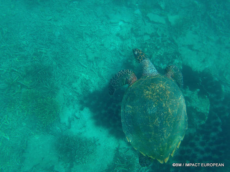 From rainforest-covered mountains to coral gardens beneath the South China Sea, Tioman Island reveals one of Malaysia's richest natural ecosystems. / Entre plages de sable blanc, jungle tropicale et récifs coralliens d'une richesse exceptionnelle, l'île de Tioman et les îles environnantes offrent l'un des plus beaux paysages naturels de Malaisie. Photo: BM - IMPACT EUROPEAN