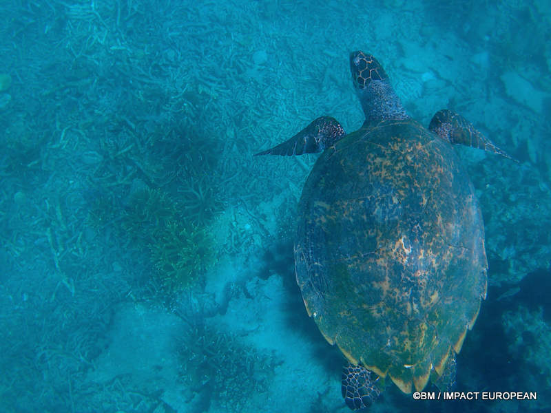 From rainforest-covered mountains to coral gardens beneath the South China Sea, Tioman Island reveals one of Malaysia's richest natural ecosystems. / Entre plages de sable blanc, jungle tropicale et récifs coralliens d'une richesse exceptionnelle, l'île de Tioman et les îles environnantes offrent l'un des plus beaux paysages naturels de Malaisie. Photo: BM - IMPACT EUROPEAN