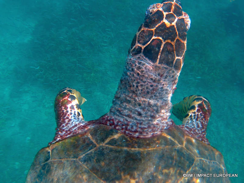 From rainforest-covered mountains to coral gardens beneath the South China Sea, Tioman Island reveals one of Malaysia's richest natural ecosystems. / Entre plages de sable blanc, jungle tropicale et récifs coralliens d'une richesse exceptionnelle, l'île de Tioman et les îles environnantes offrent l'un des plus beaux paysages naturels de Malaisie. Photo: BM - IMPACT EUROPEAN